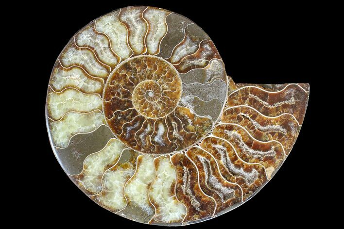 Cut & Polished Ammonite Fossil (Half) - Madagascar #166909